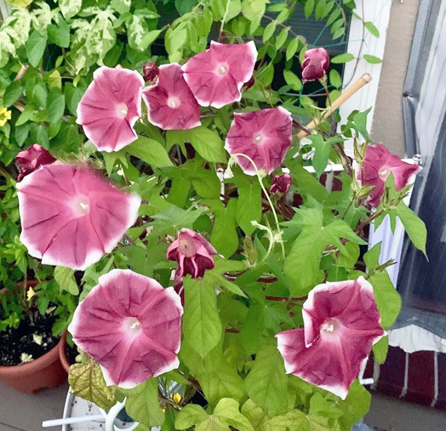 Morning Glory Chocolate Extra Large Seeds