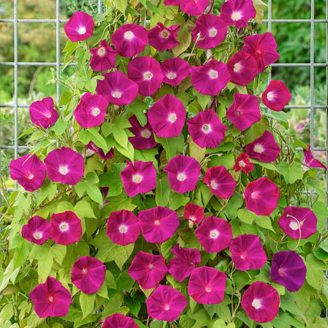 Morning Glory Chocolate Extra Large Seeds
