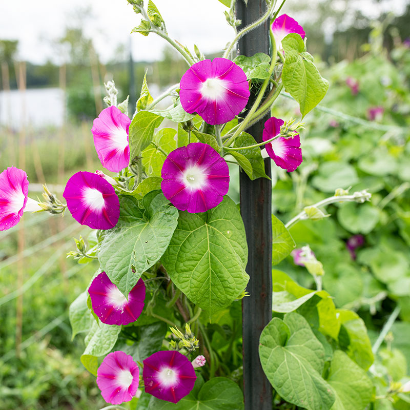 Morning Glory Scarlett O’Hara Seeds