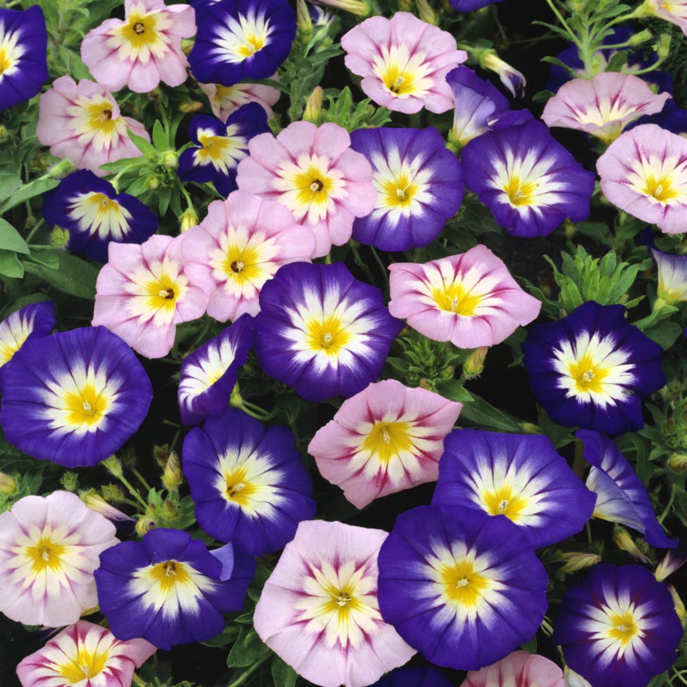 Morning Glory Tricolor Formula Mix Seeds