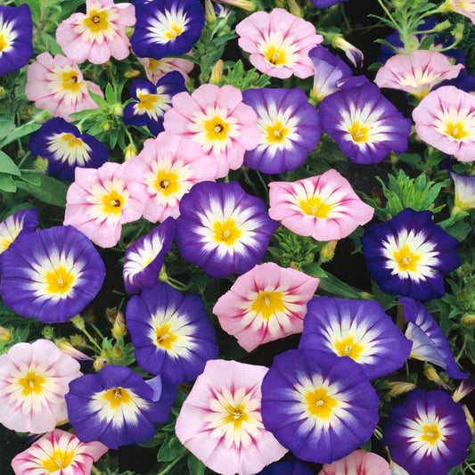 Morning Glory Tricolor Formula Mix Seeds