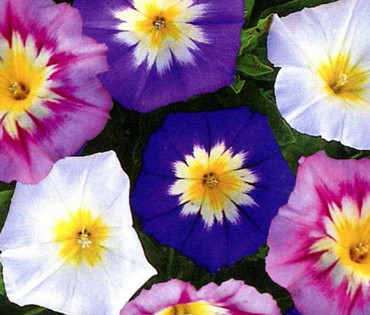 Morning Glory Tricolor Formula Mix Seeds