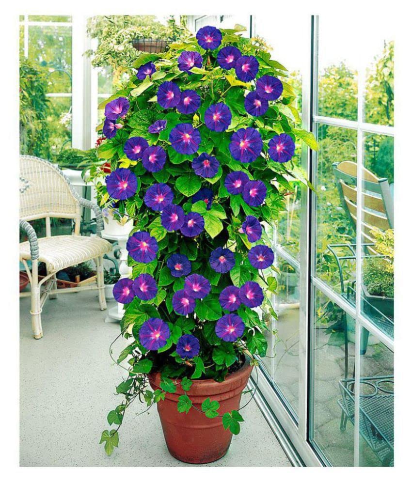 Morning Glory Tricolor Formula Mix Seeds