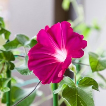 Morning Glory Scarlett O’Hara Seeds