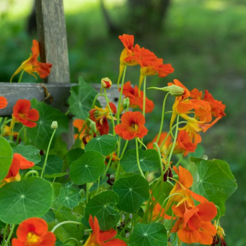 Nasturtium Jewel Mixed Flowering Double Flower Seeds