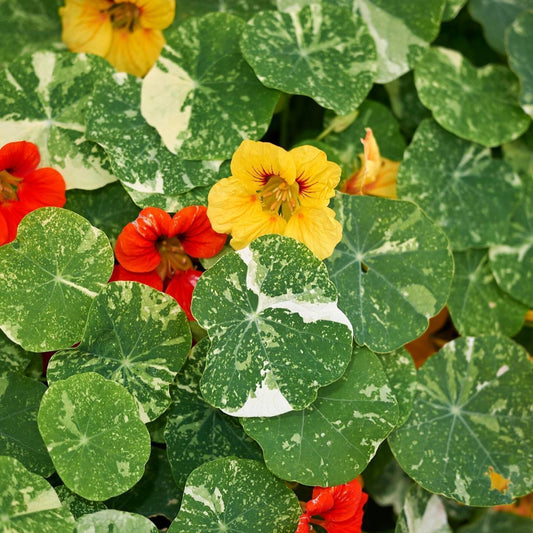 Nasturtium Alaska Mix