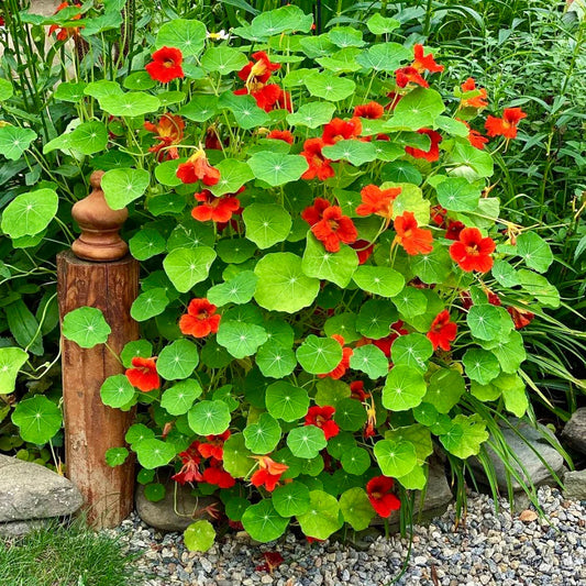 Nasturtium Empress Of India