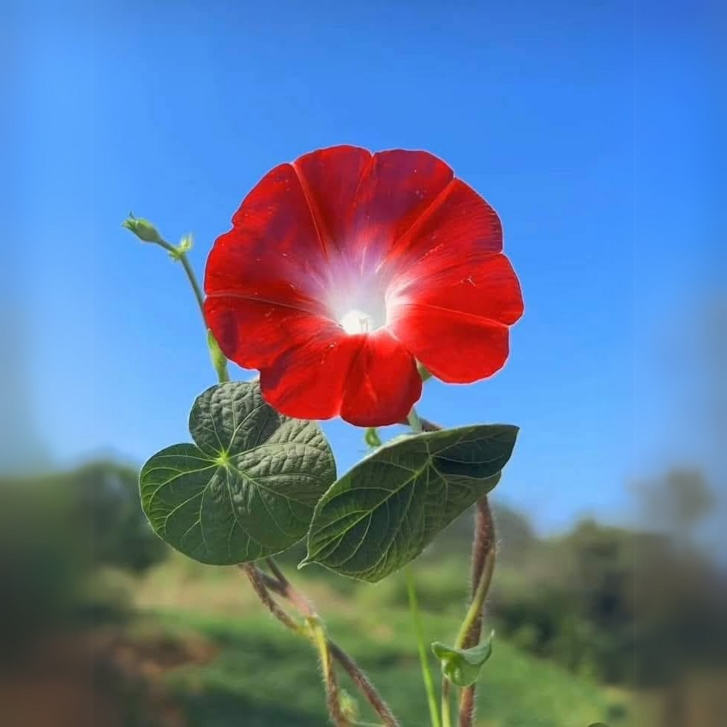 Convolvulus Tricolor Minor Red  Seeds