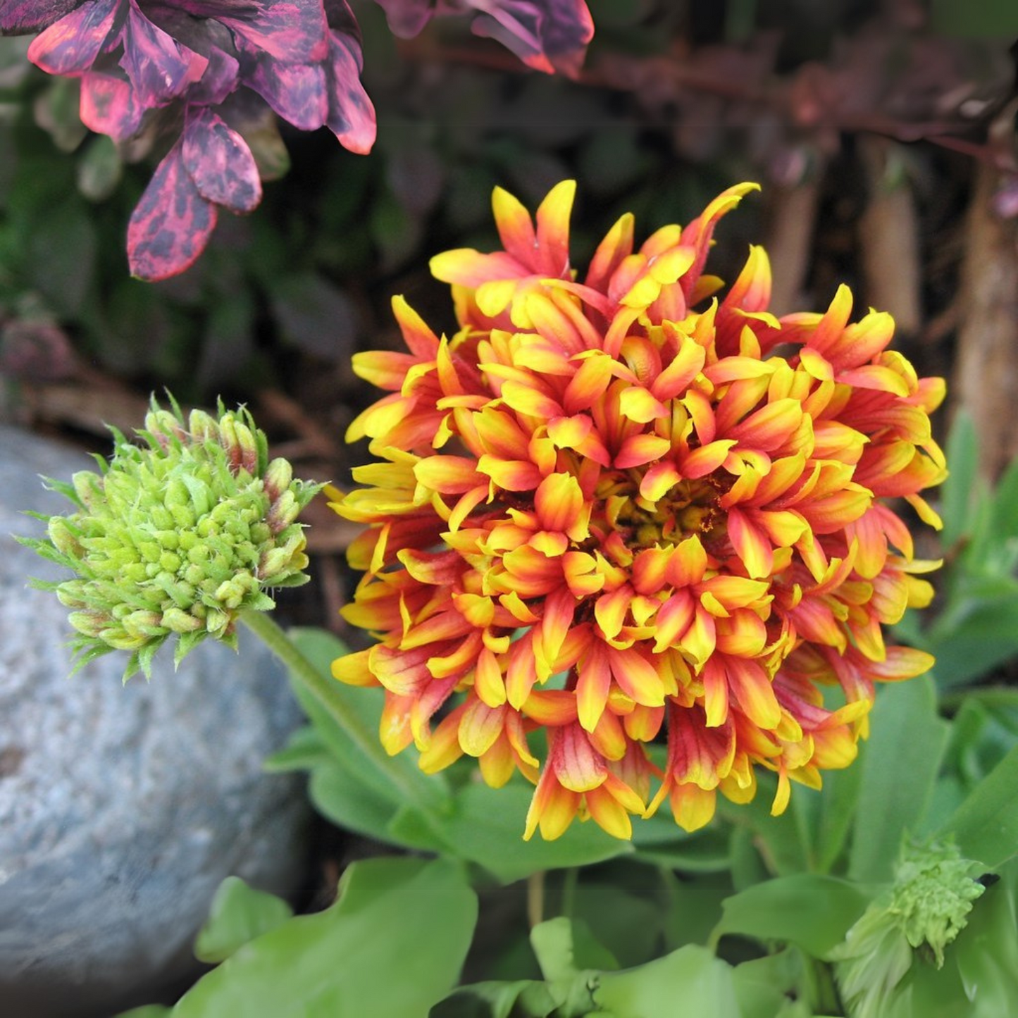 Gaillardia Double Mix Seeds