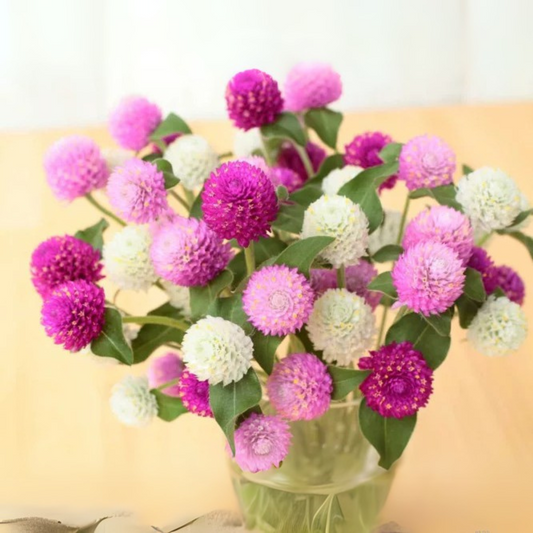 Gomphrena Tall Mix Seeds