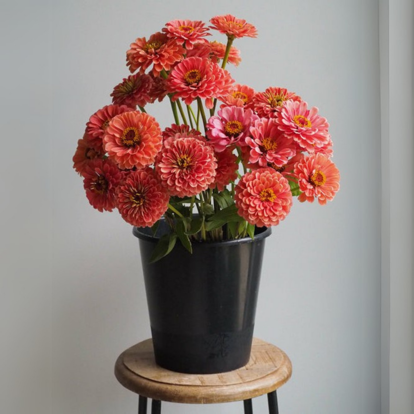 F1 Zinnia Elegans Vision Bronze Seeds