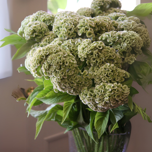 Celosia Cristata Cockscomb Lemon Lime Seeds
