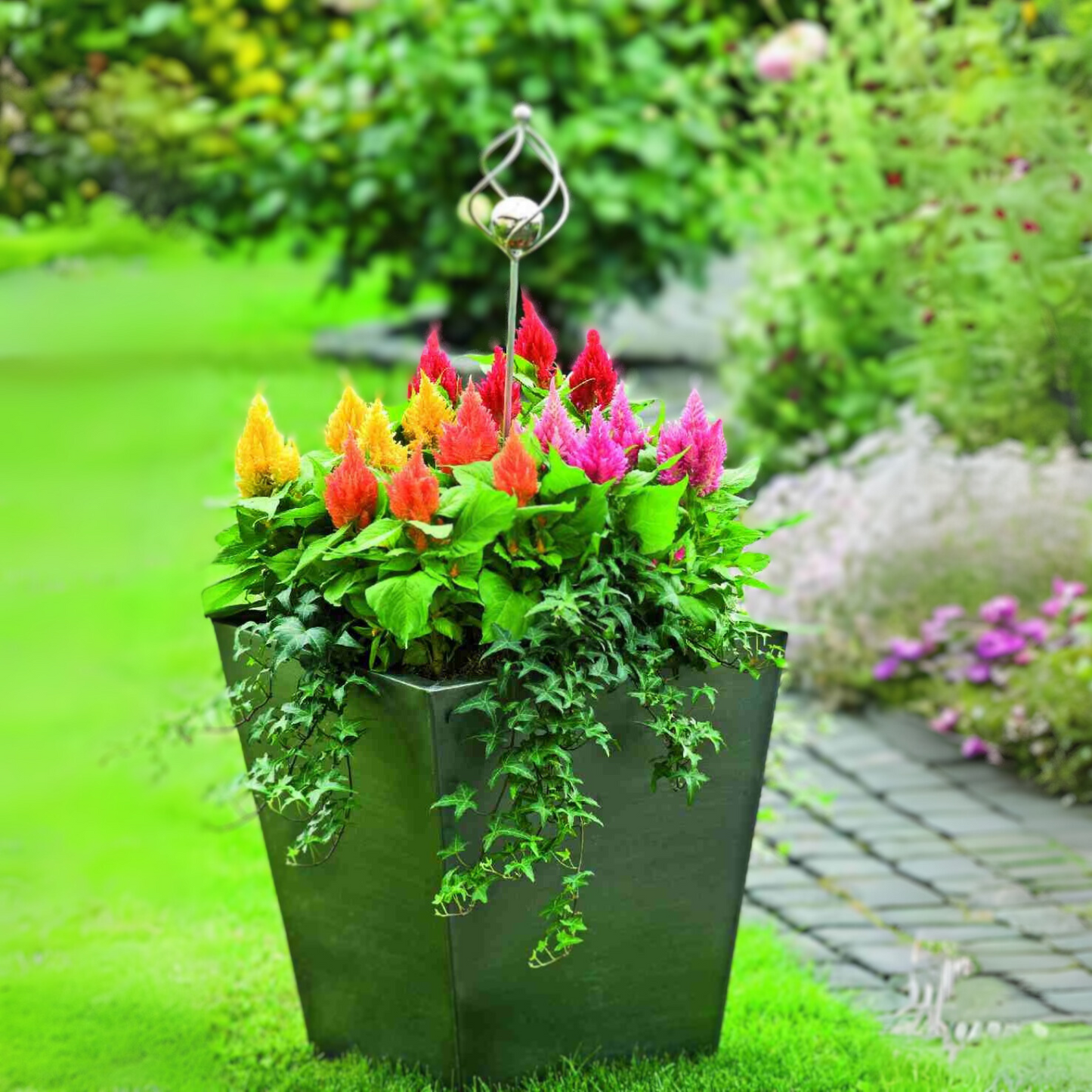 Celosia Pulmosa Tall Mix Seeds