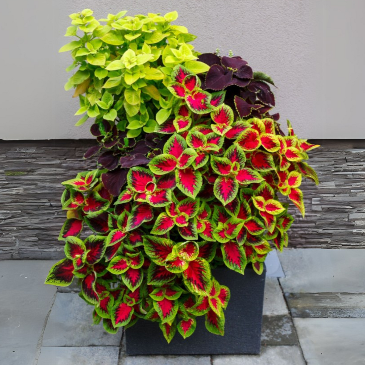 Coleus Rainbow Mix Seeds