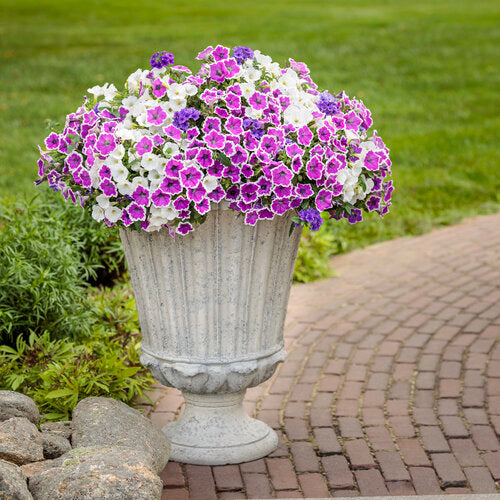Petunia Hybrida Mix Flower Seeds