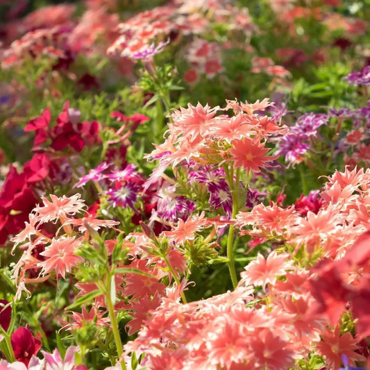 Phlox Dwarf Cuspidata Flower Seeds