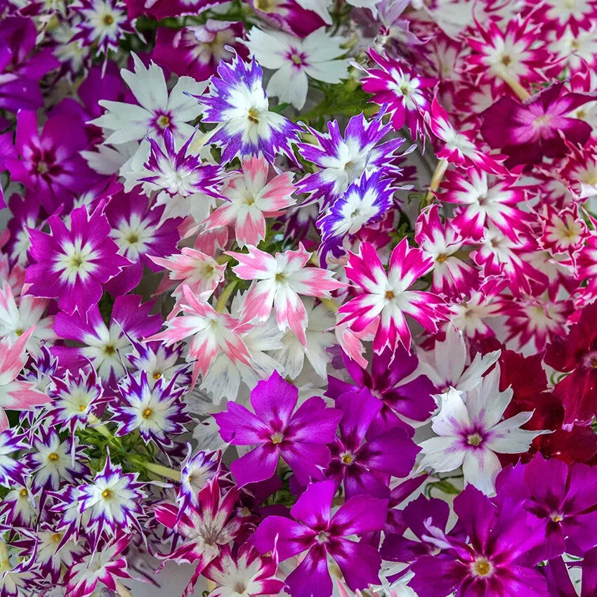 Phlox Dwarf Cuspidata Flower Seeds