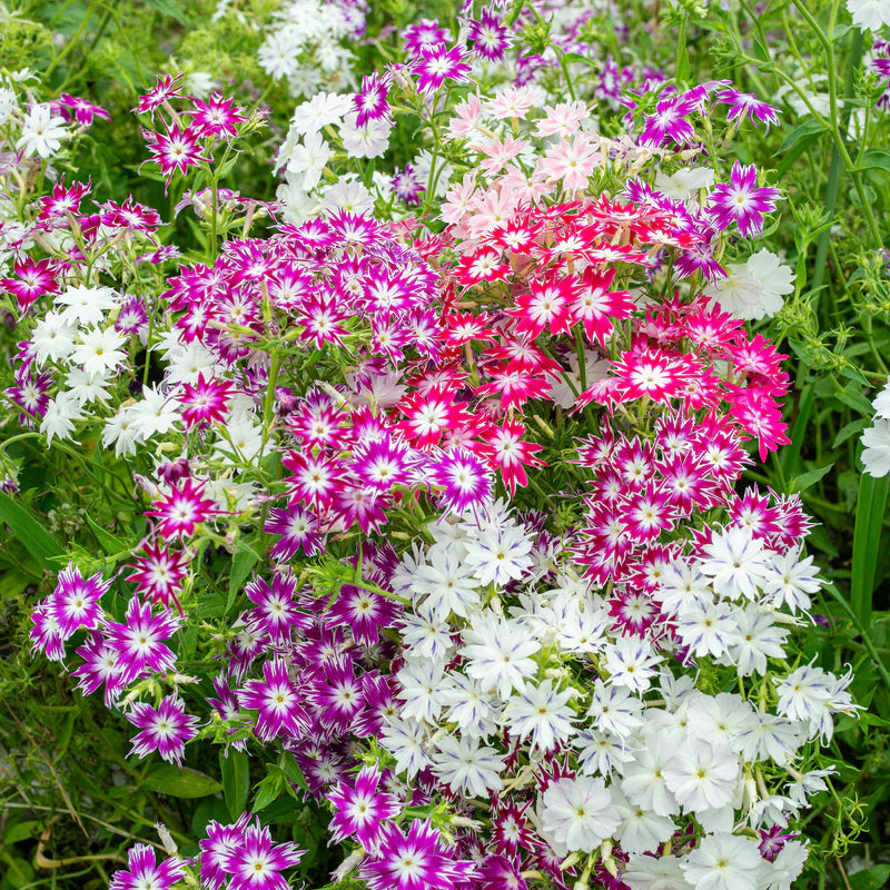 Phlox Dwarf Cuspidata Flower Seeds