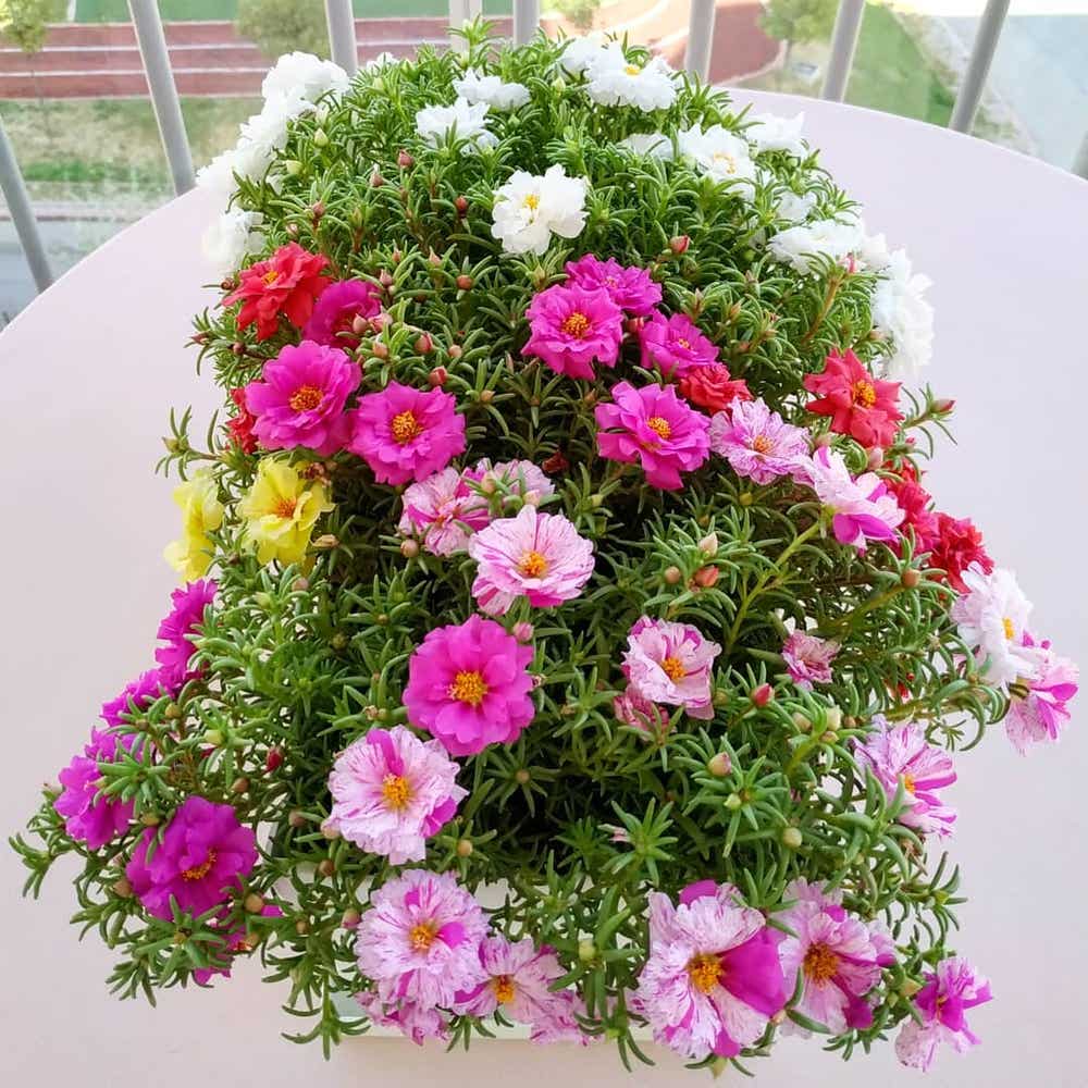 Portulaca Grandiflora Mix Seeds