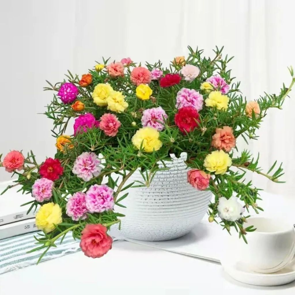Portulaca Grandiflora Mix Seeds