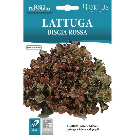 Hortus Red Oak Leaf Lettuce 25gm