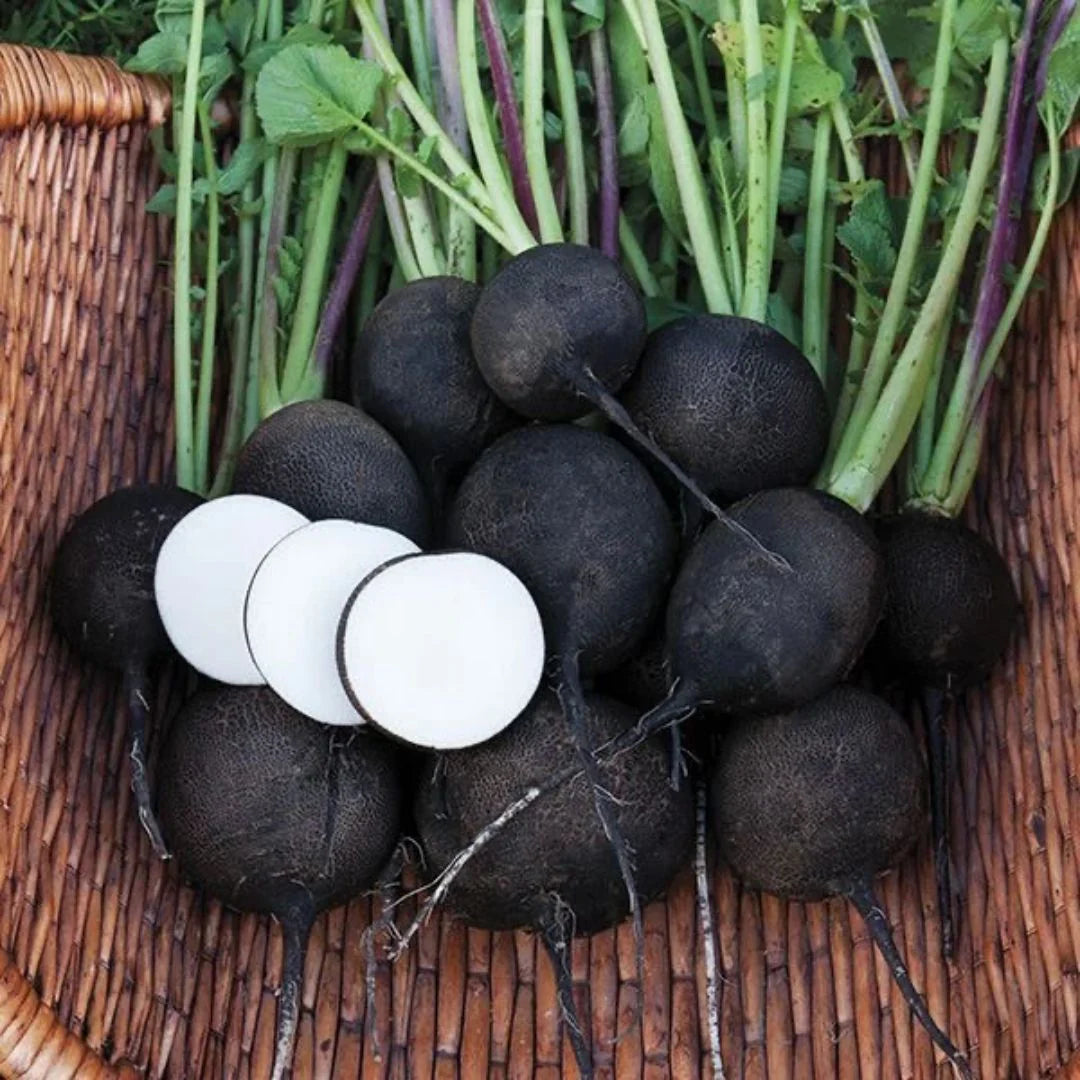 Round Black Winter Radish