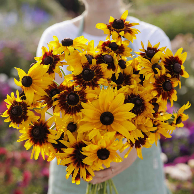 Rudbeckia Gloriosa Daisies Mix Seeds