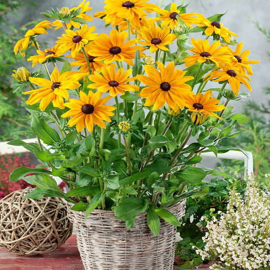 Rudbeckia Gloriosa Daisies Mix Seeds