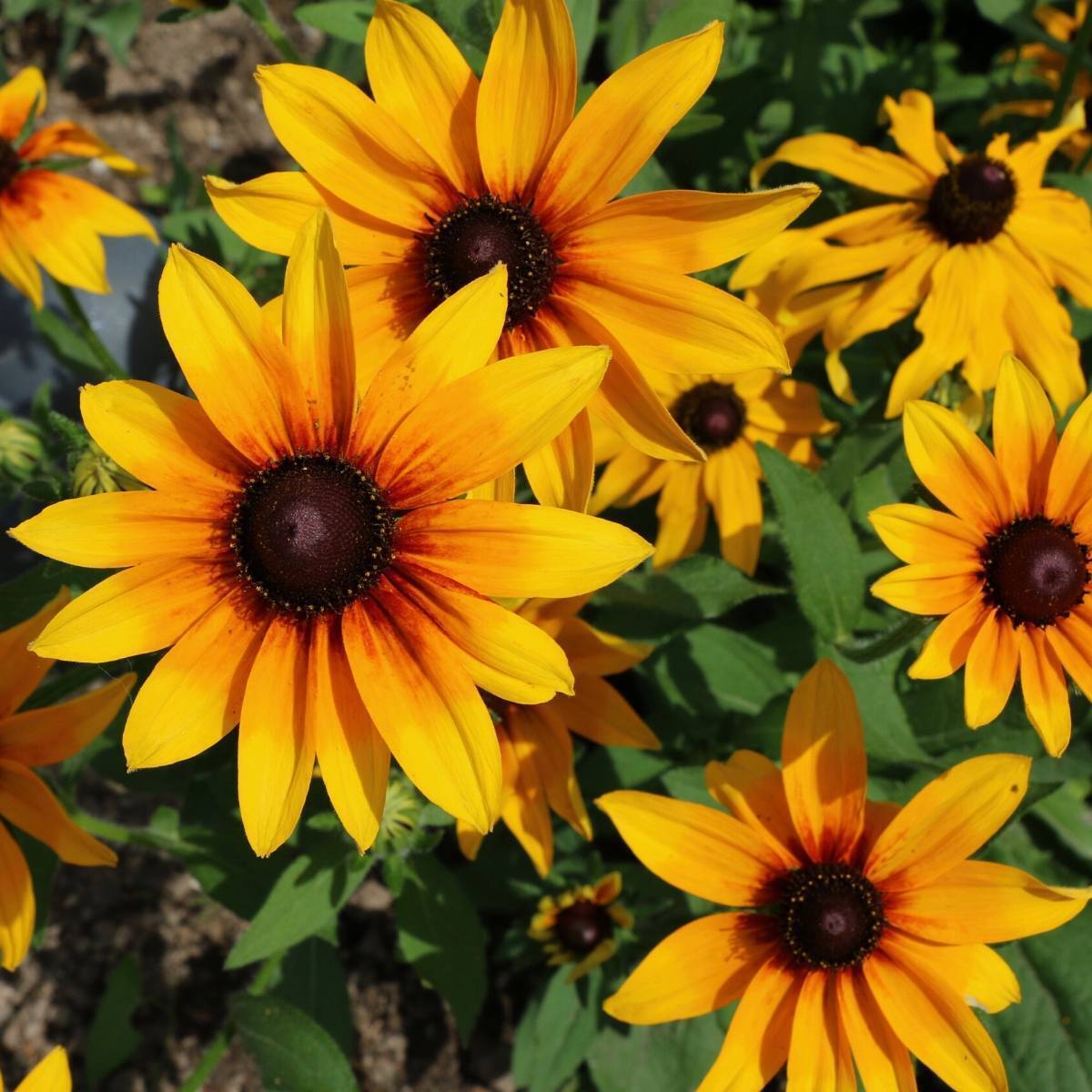 Rudbeckia Gloriosa Daisies Mix Seeds