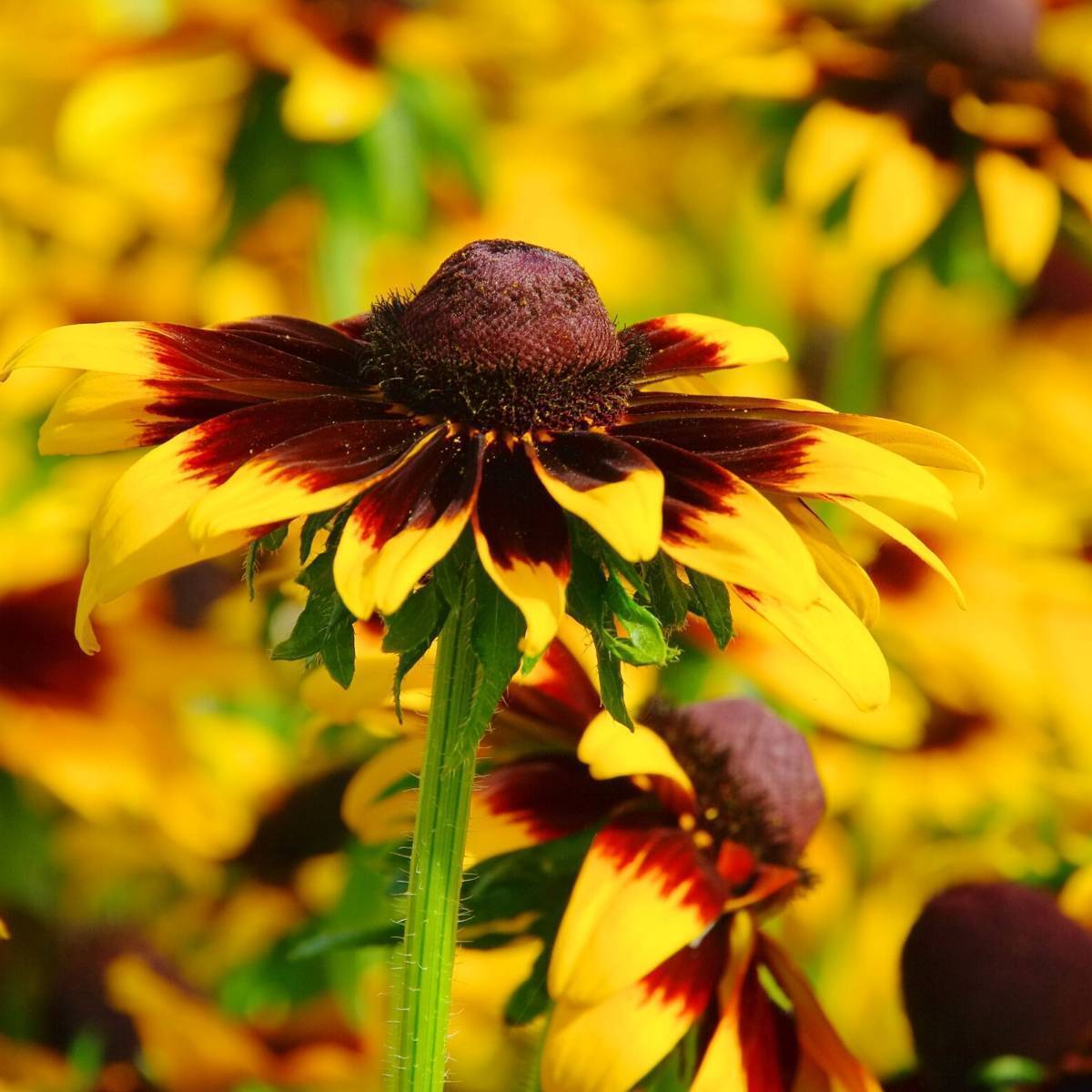 Rudbeckia Gloriosa Daisies Mix Seeds