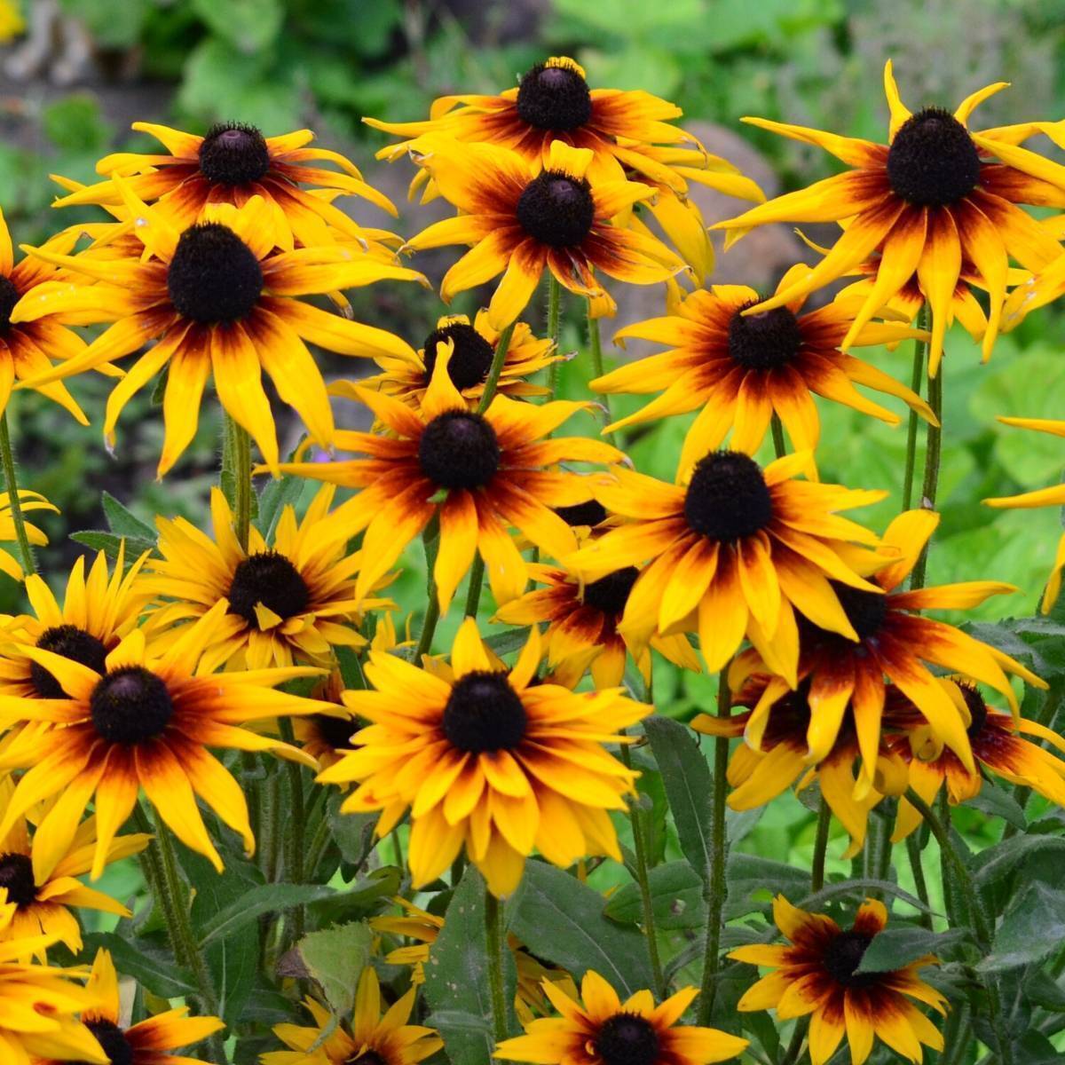Rudbeckia Gloriosa Daisies Mix Seeds