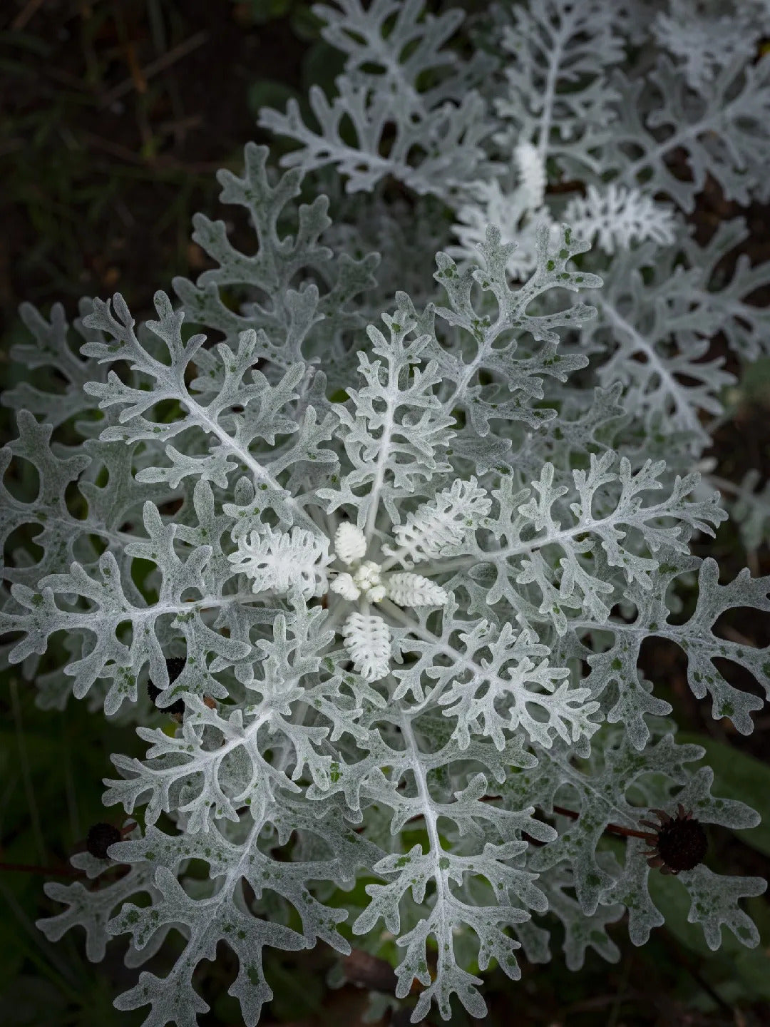 Silver Dust Seeds