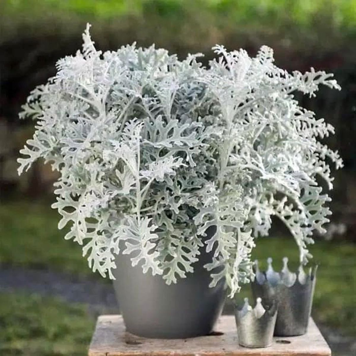 Silver Dust Seeds