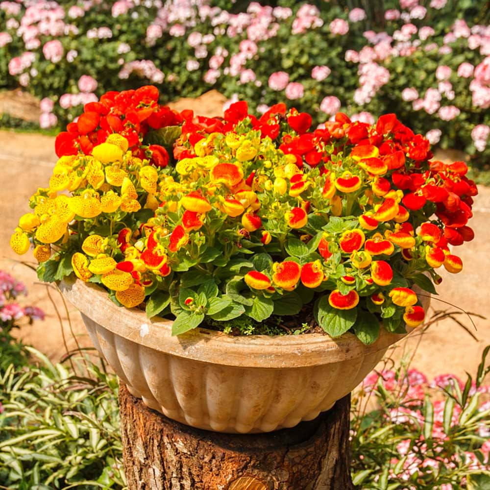 Slipper Flower Seeds