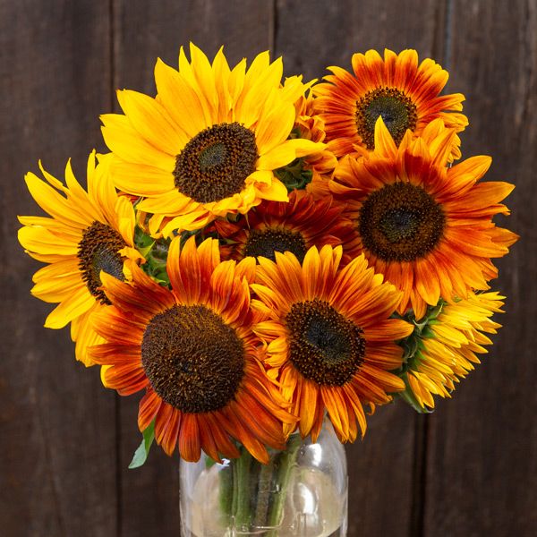 Sunflower Distinto Mixture Seeds