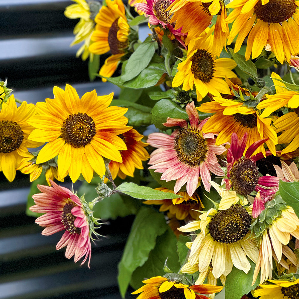 Sunflower Distinto Mixture Seeds