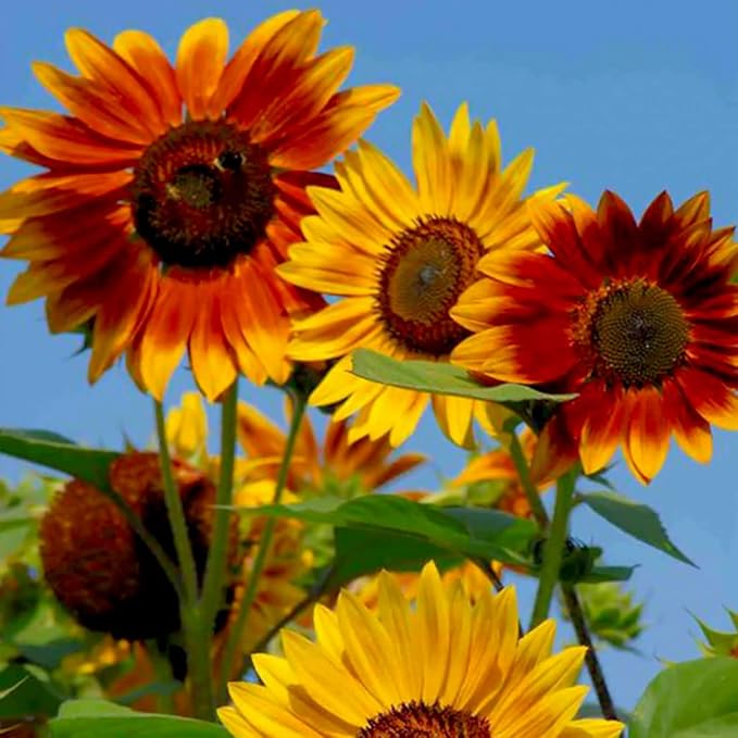 Sunflower Distinto Mixture Seeds