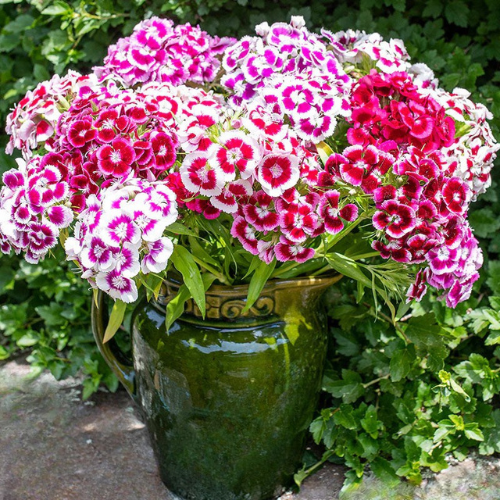 Sweet William Flower Seeds