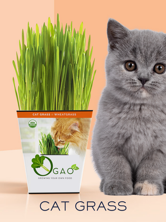 Cat Grass Seeds
