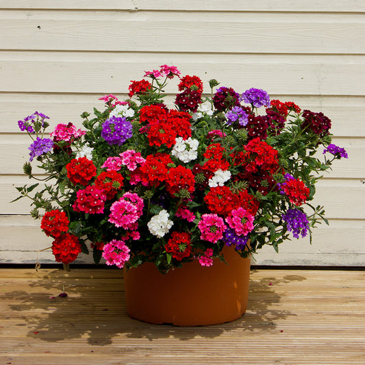 Verbena Hybrida Dwarf