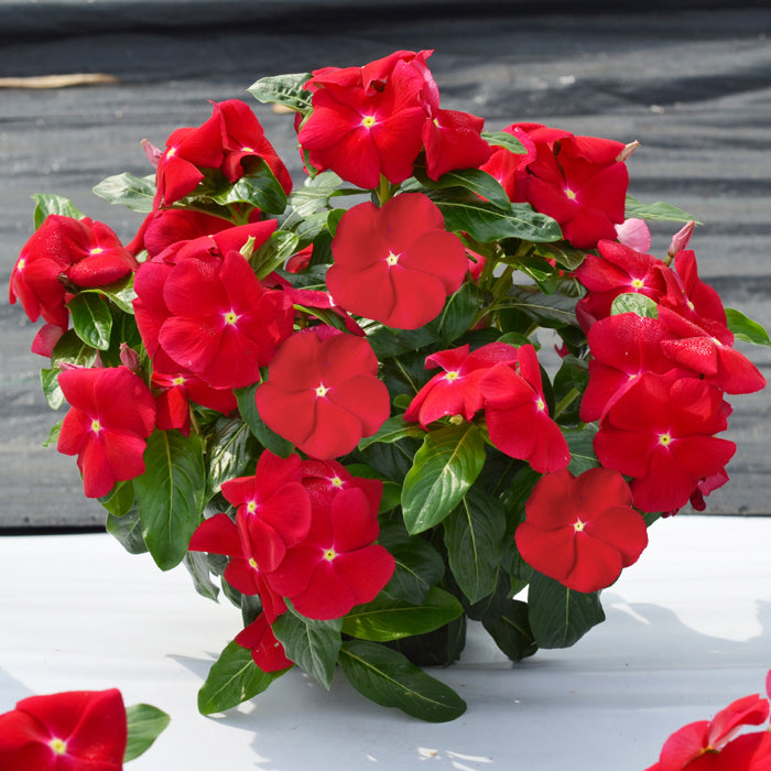 Vinca Oceana Red Flower Seeds