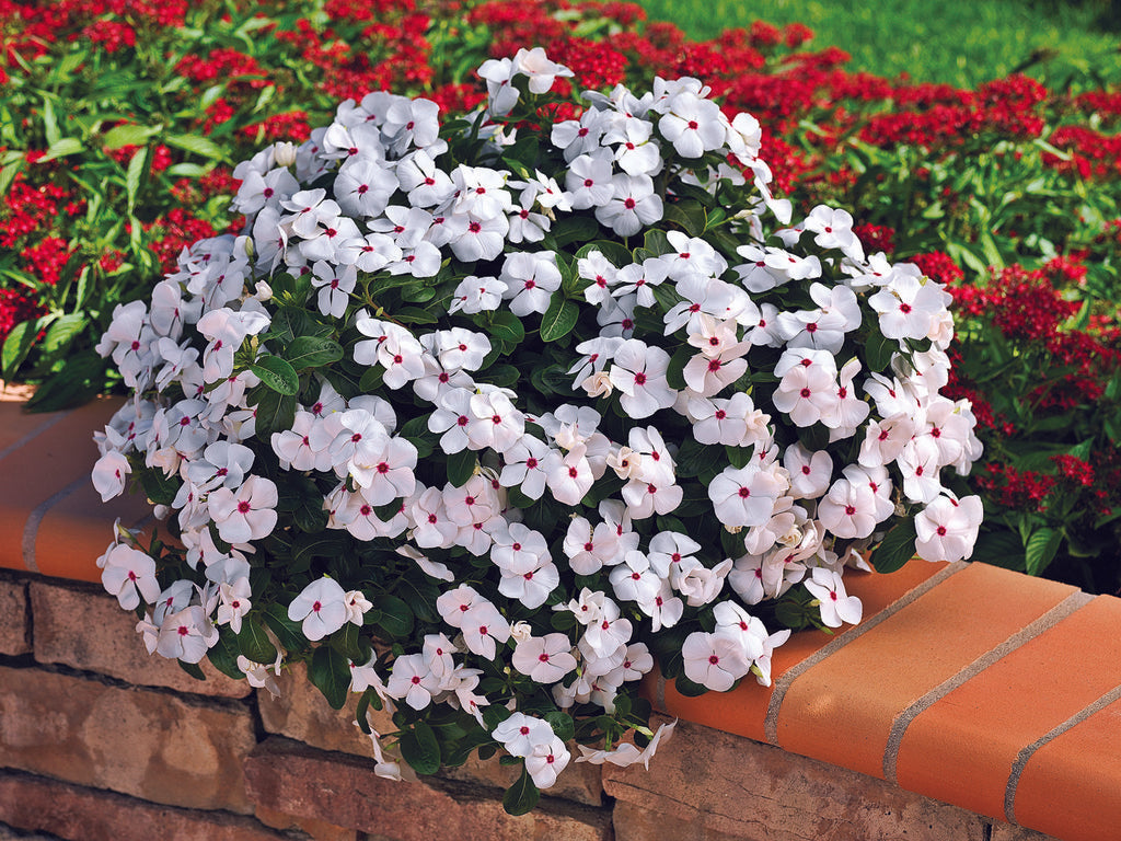 Vinca Polka Dot Flower Seeds