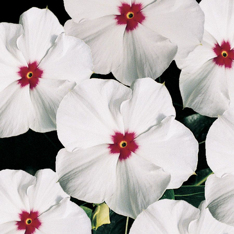 Vinca Polka Dot Flower Seeds
