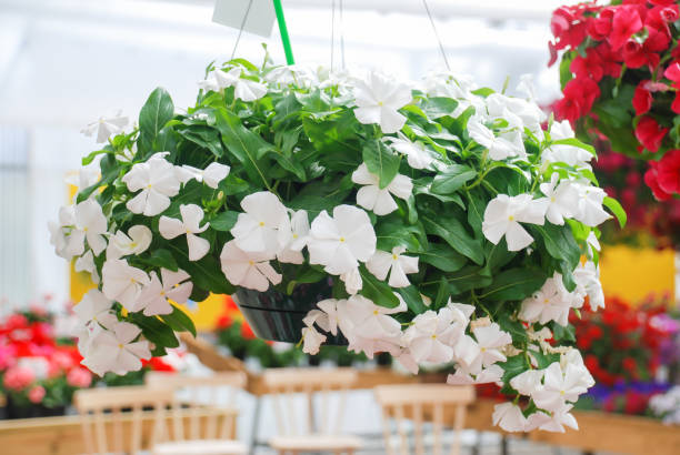 Vinca Pure White Flower Seeds