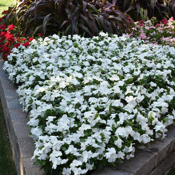 Vinca Pure White Flower Seeds