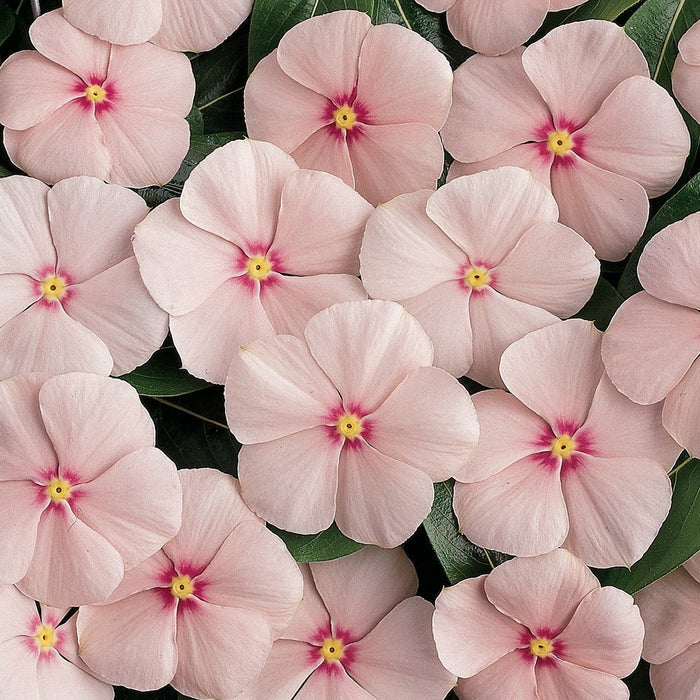 Vinca Soft Pink flower seeds