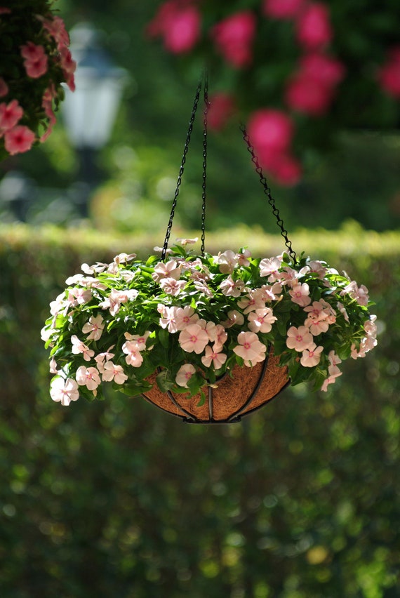 Vinca Soft Pink flower seeds