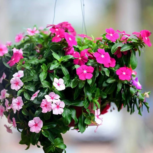 Vinca Deep Rose Flower Seeds
