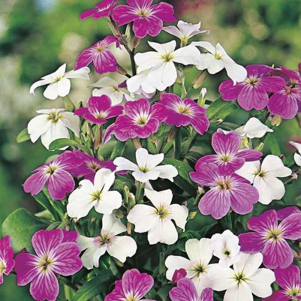 Virginian Stock Mix Seeds