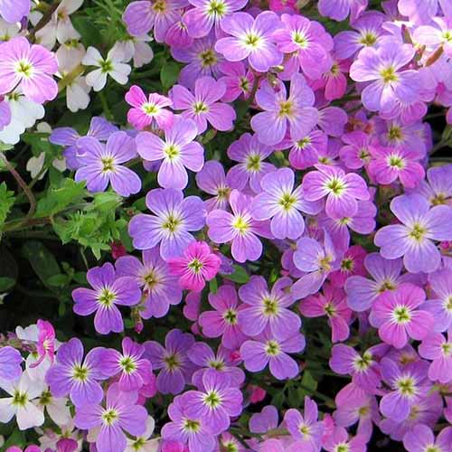 Virginian Stock Mix Seeds